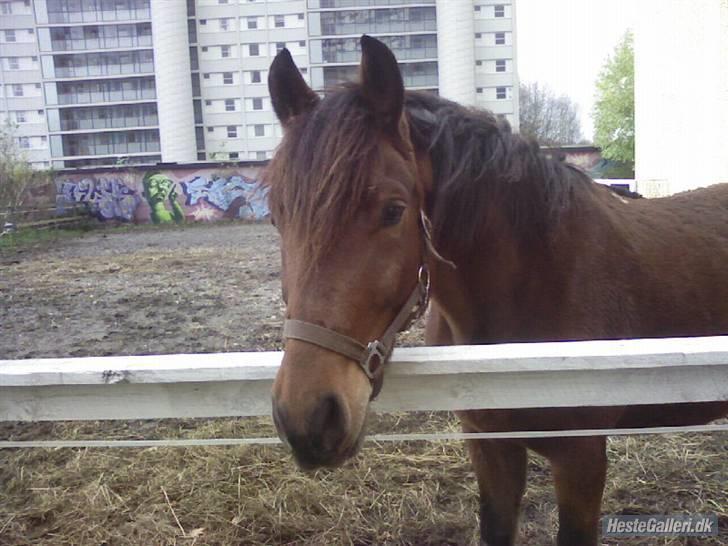 Tysk Sportspony Karino / Korino (Koco<3) billede 1