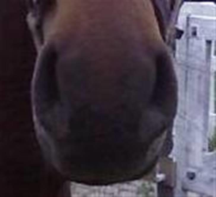 Tysk Sportspony Karino / Korino (Koco<3) billede 2