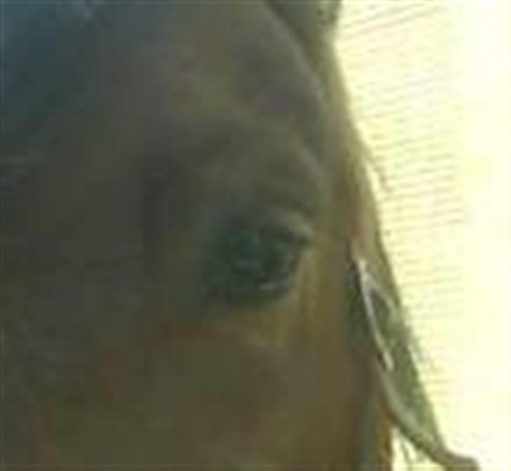 Tysk Sportspony Karino / Korino (Koco<3) billede 3