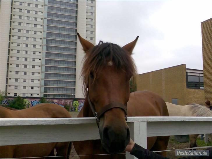 Tysk Sportspony Karino / Korino (Koco<3) billede 4