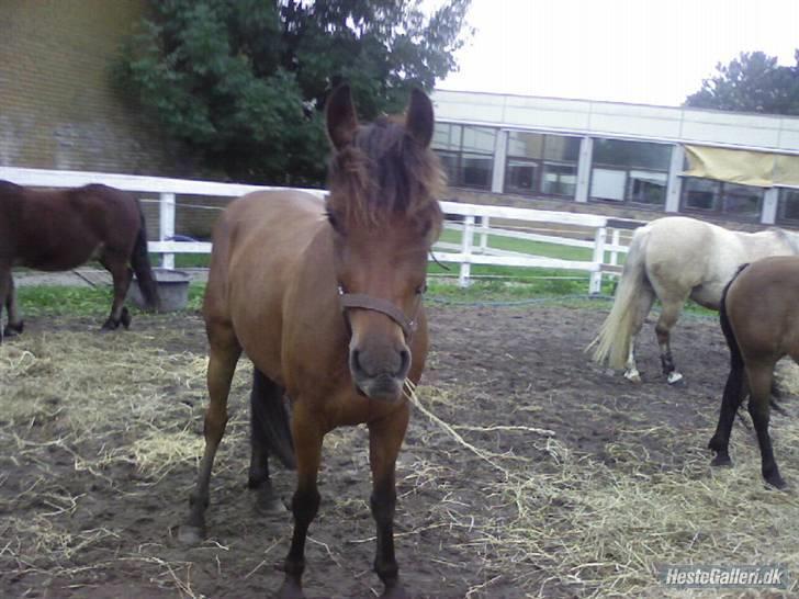Tysk Sportspony Karino / Korino (Koco<3) billede 5