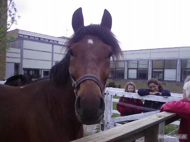 Tysk Sportspony Karino / Korino (Koco<3) billede 6