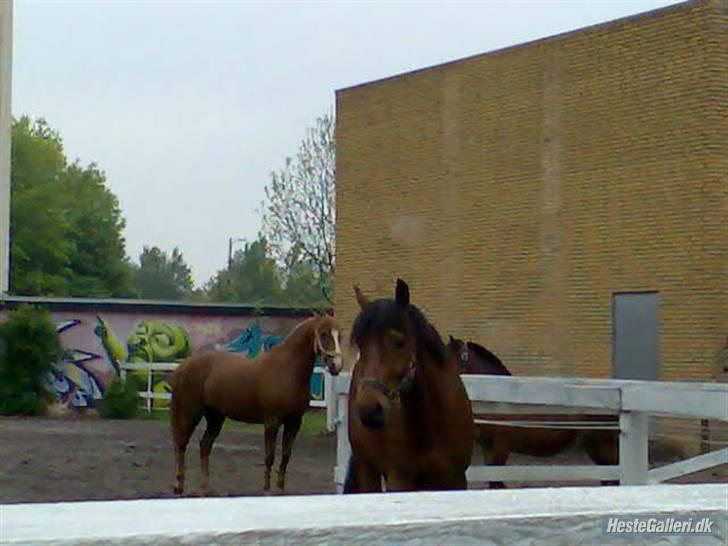 Tysk Sportspony Karino / Korino (Koco<3) billede 7