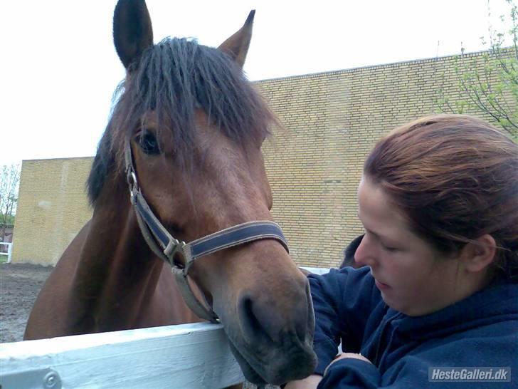 Tysk Sportspony Karino / Korino (Koco<3) billede 8