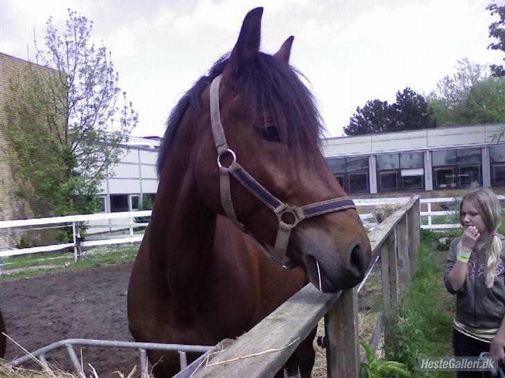 Tysk Sportspony Karino / Korino (Koco<3) billede 9