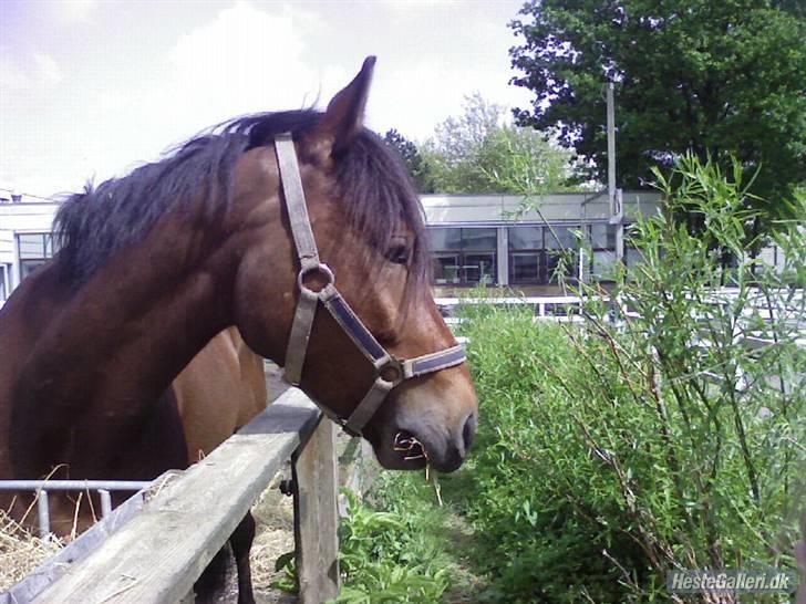 Tysk Sportspony Karino / Korino (Koco<3) billede 10