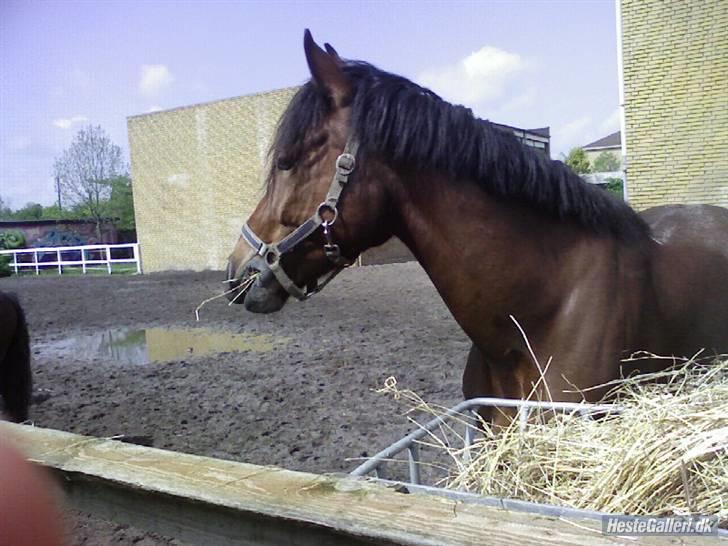 Tysk Sportspony Karino / Korino (Koco<3) billede 11