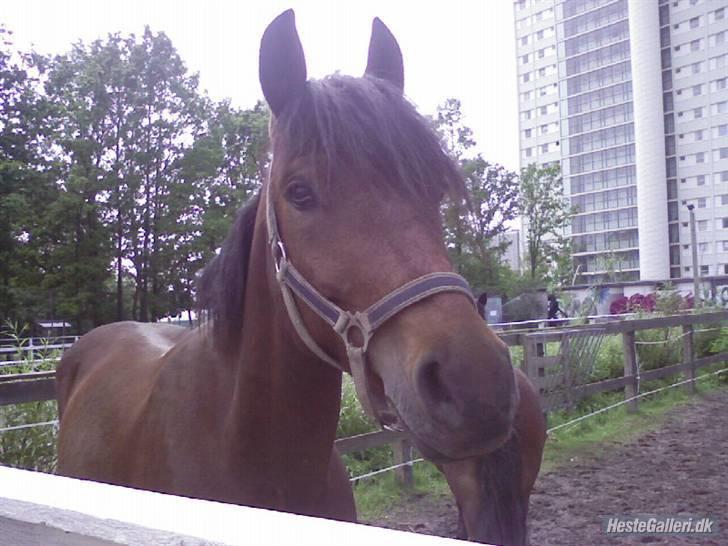 Tysk Sportspony Karino / Korino (Koco<3) billede 12