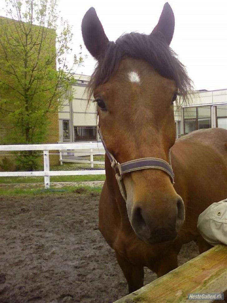 Tysk Sportspony Karino / Korino (Koco<3) billede 13