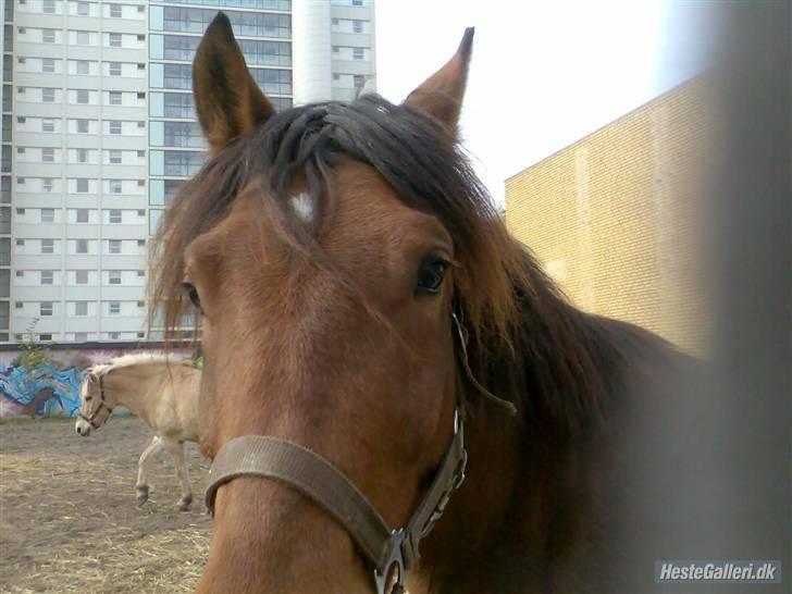 Tysk Sportspony Karino / Korino (Koco<3) billede 15