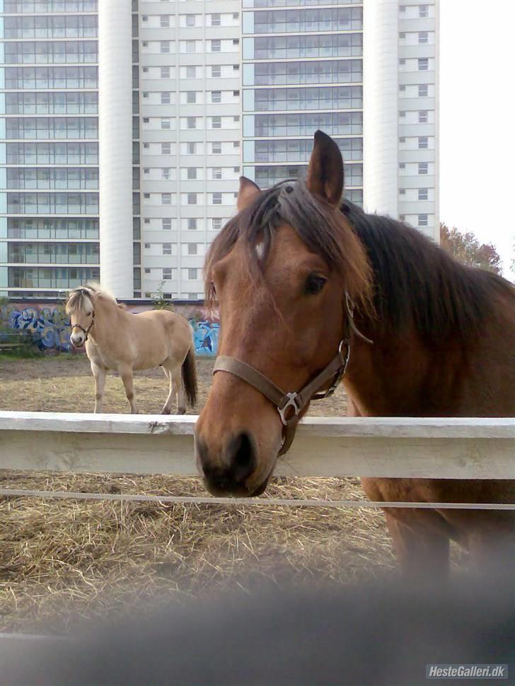 Tysk Sportspony Karino / Korino (Koco<3) billede 16