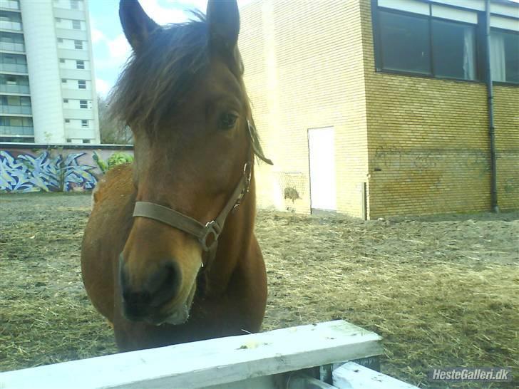 Tysk Sportspony Karino / Korino (Koco<3) billede 17