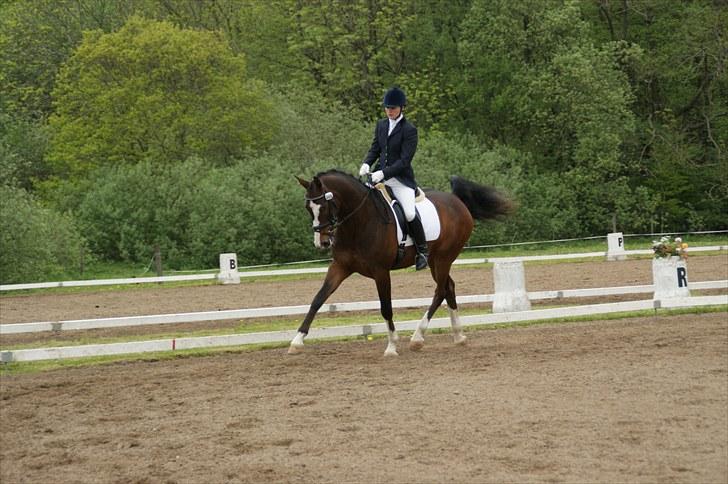 Dansk Varmblod Grønskovlund's Monet ( Call me happy ) Solgt til c - Velkommen til Monet´s profil :D  billede 2