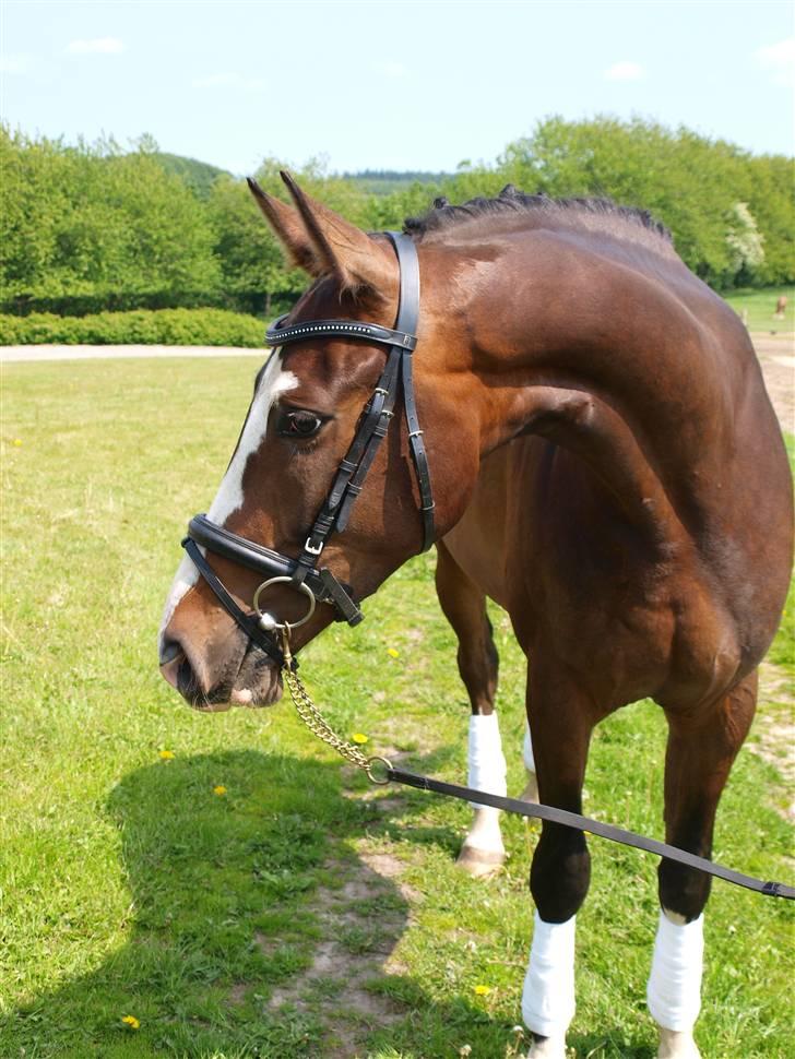 Dansk Varmblod Grønskovlund's Monet ( Call me happy ) Solgt til c billede 3