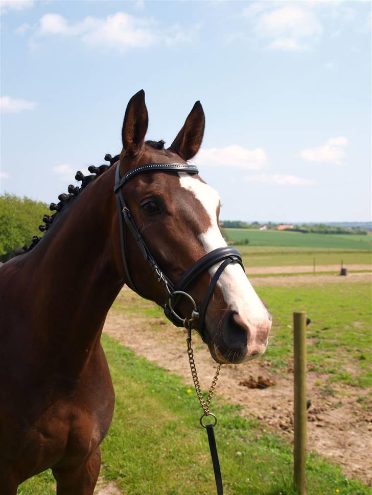 Dansk Varmblod Grønskovlund's Monet ( Call me happy ) Solgt til c billede 4