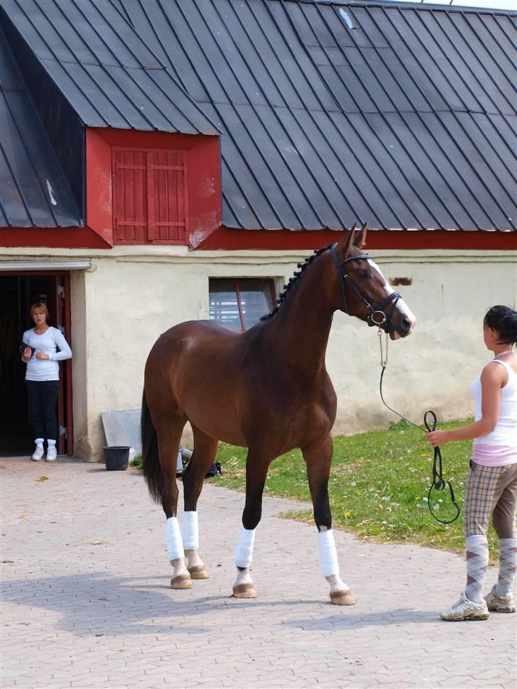 Dansk Varmblod Grønskovlund's Monet ( Call me happy ) Solgt til c - hygge :P billede 5