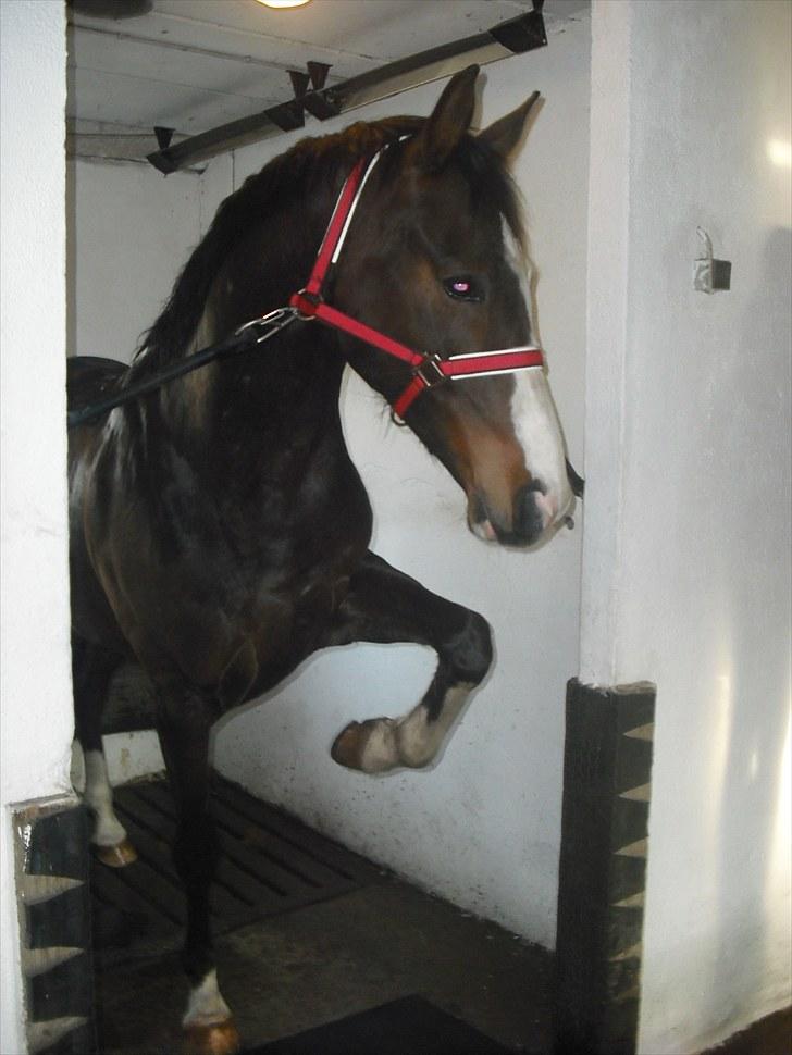 Dansk Varmblod Grønskovlund's Monet ( Call me happy ) Solgt til c - hygge :P billede 6