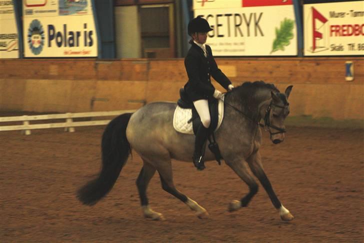 DSP Tovdal's Irish Dundee - Kort galop:) billede 6