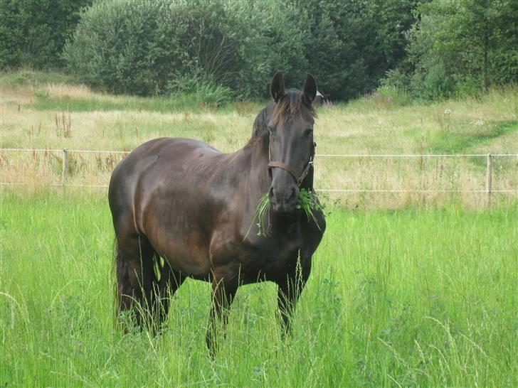 Frieser Tika Schleich - Dejlige tika ovre hos naboen:) Fotograf : Mig billede 4