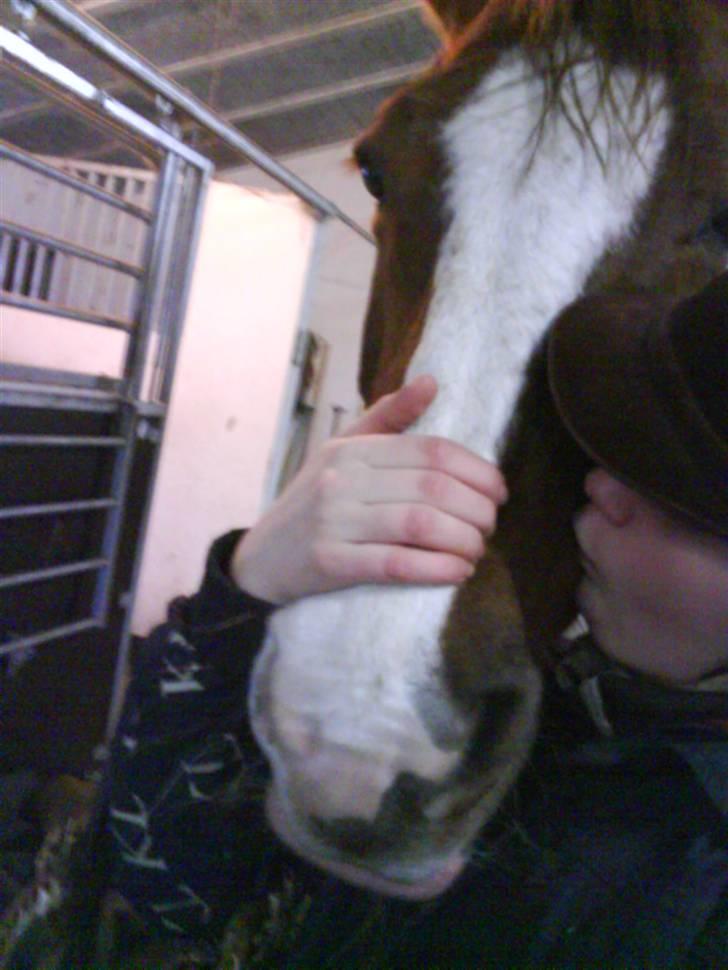 Paint Vigilia E H Surprise *RIP:'(<3* - ingen tvivl om at jeg elsker dig. du er ALT pony. du er lyset i min hverdag :D <3 billede 16