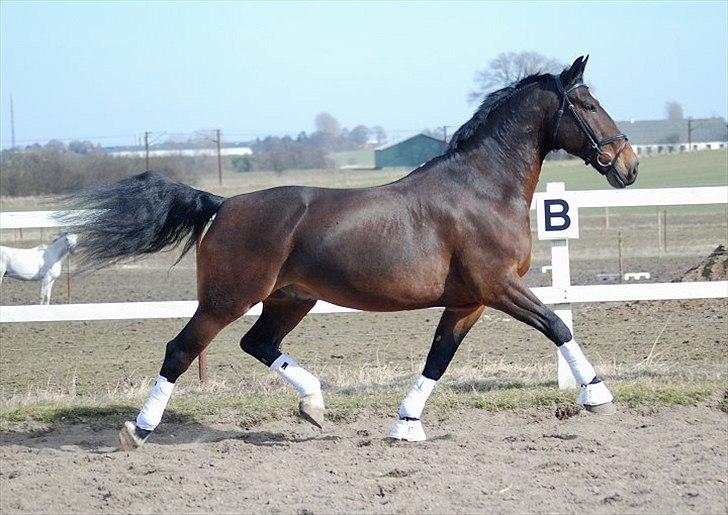 Oldenborg Gerner Kornum - foto.: Jani Petersen billede 2