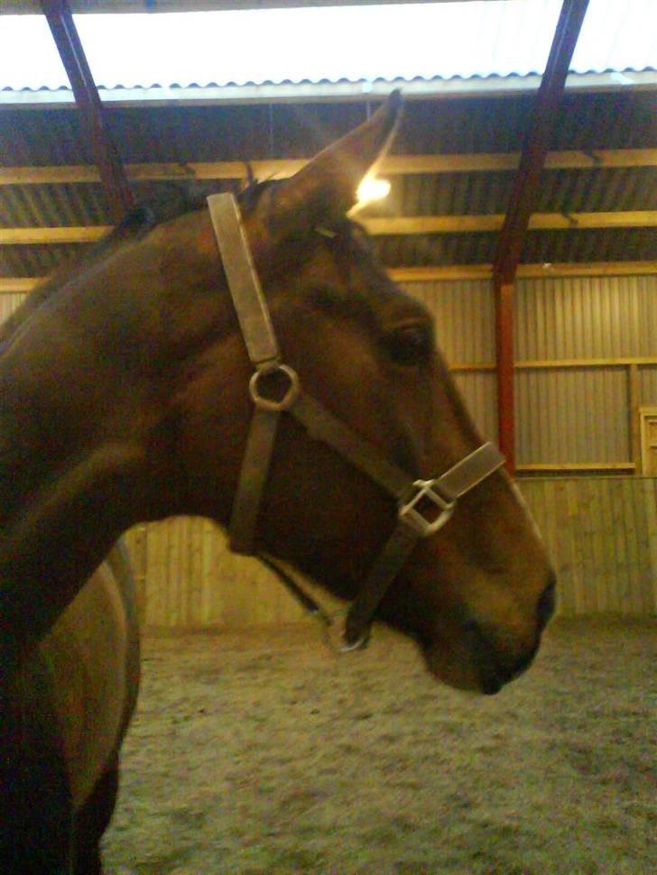 Hannoveraner Disney billede 18