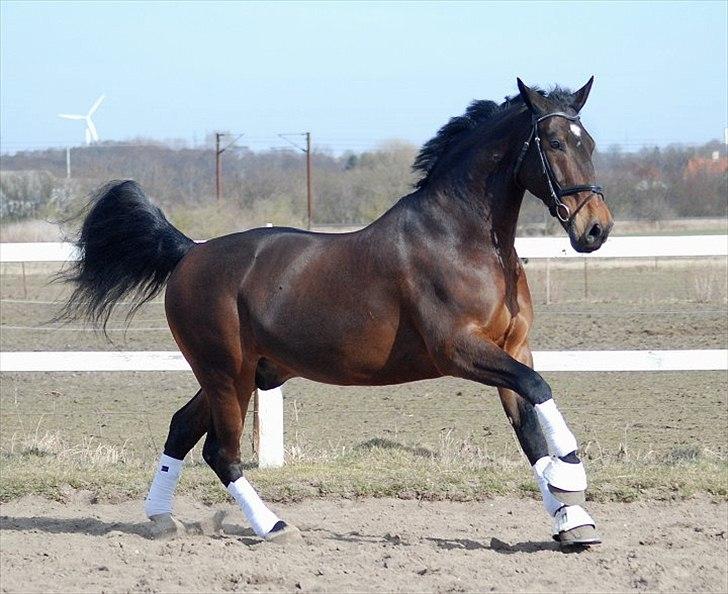 Oldenborg Gerner Kornum - foto.: Jani Pedersen billede 6