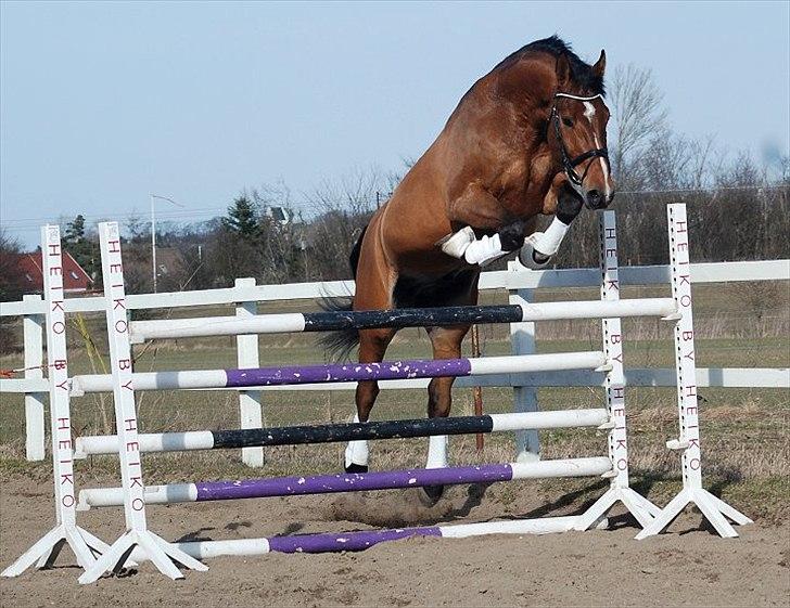 Dansk Varmblod  AB cuba caramel - foto.: Jani Pedersen   marts 2011 billede 6