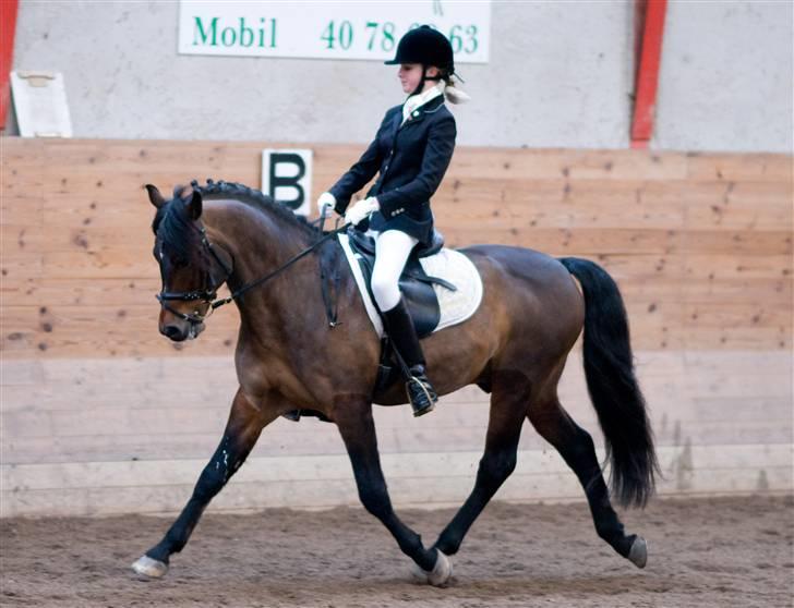 New Forest Sirius Hippios - Sirius og Emma til deres første LA6 billede 16