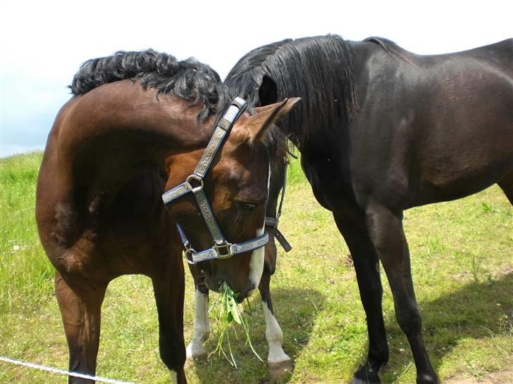 Dansk Varmblod Grønskovlund's Monet ( Call me happy ) Solgt til c billede 7