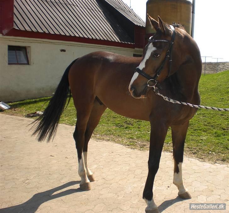 Dansk Varmblod Grønskovlund's Monet ( Call me happy ) Solgt til c billede 8