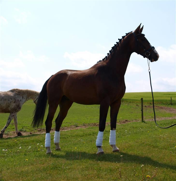 Dansk Varmblod Grønskovlund's Monet ( Call me happy ) Solgt til c - hygge :P billede 9