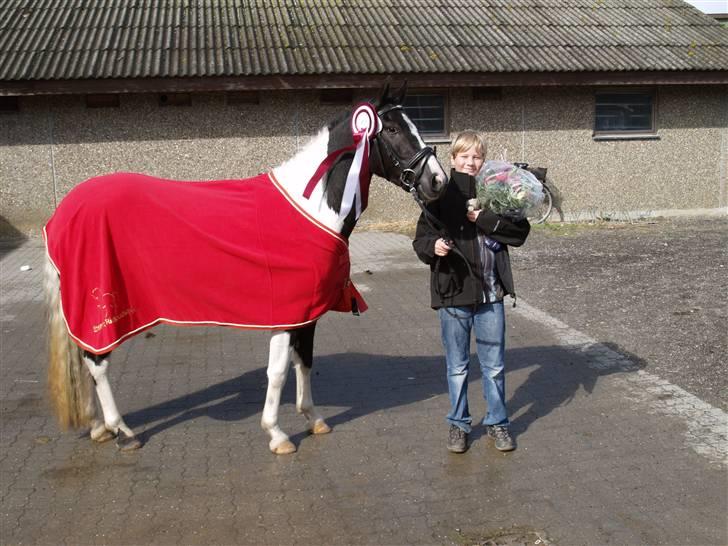Pinto Celia Højgård - Celia - dagens hoppe ved pintokåring, Hedensted 2009 billede 1