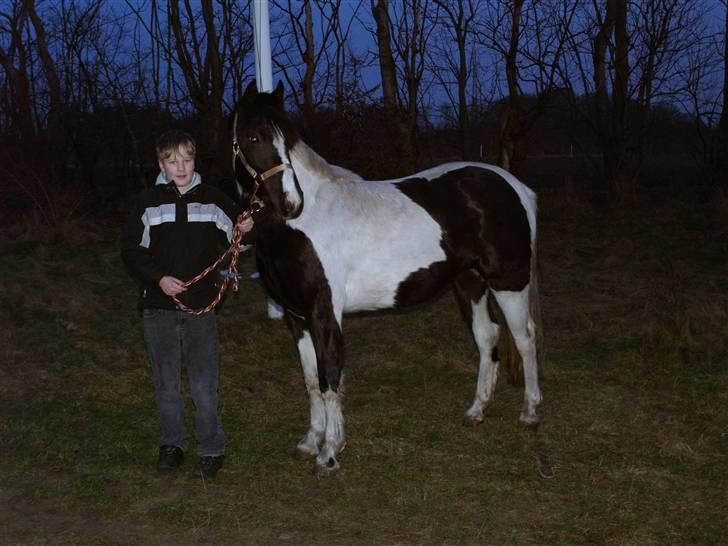 Pinto Celia Højgård - Januar 2009 - se min nye pony billede 2