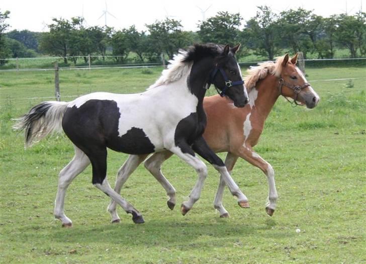 Pinto Celia Højgård - En fin lille plag billede 3