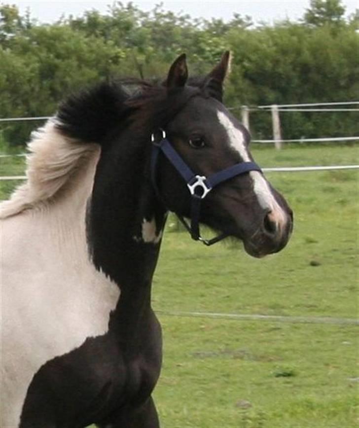 Pinto Celia Højgård billede 4