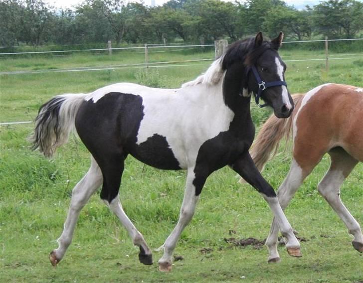 Pinto Celia Højgård - Det var dette billede vi forelskede os i:-) billede 5