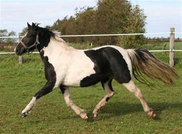 Pinto Celia Højgård billede 6