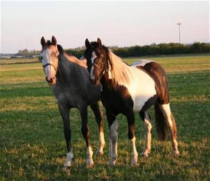 Pinto Celia Højgård billede 7