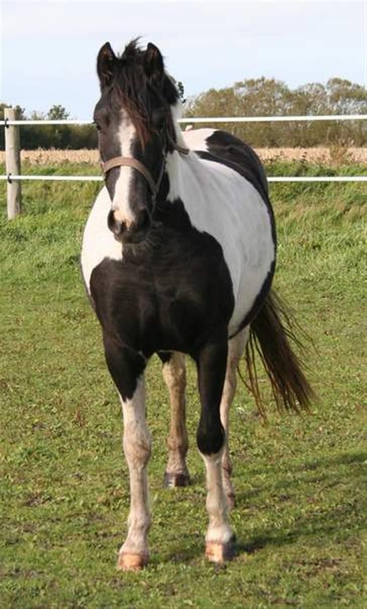Pinto Celia Højgård billede 8