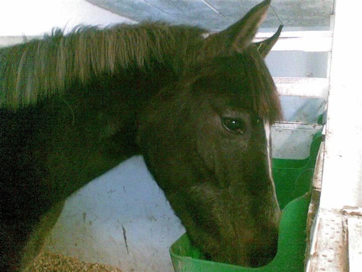 DSP Remember me af sandager billede 1