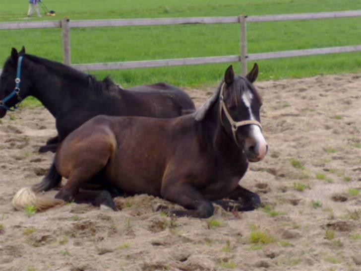 DSP Remember me af sandager - Baby Flak! billede 6