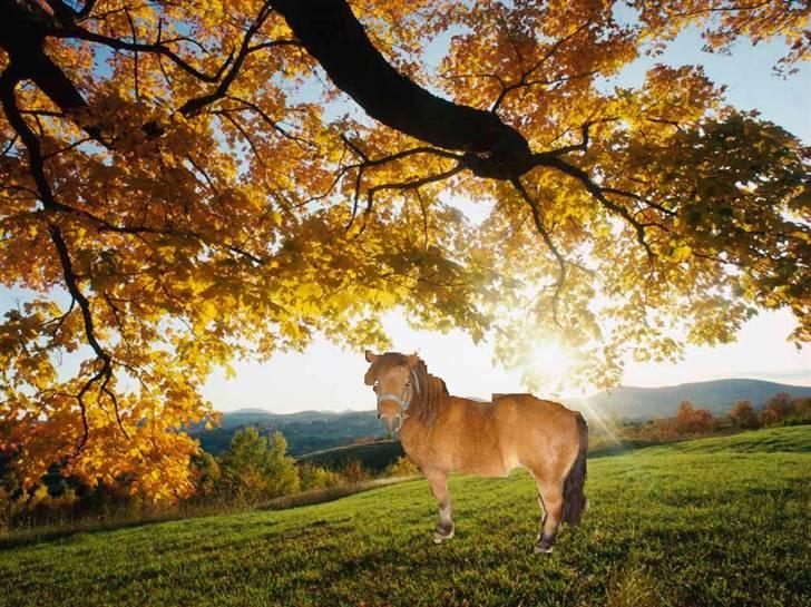 Shetlænder buster billede 13