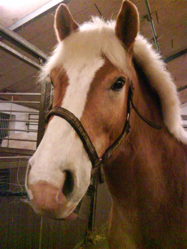 Haflinger Altjo *har redet*  billede 1