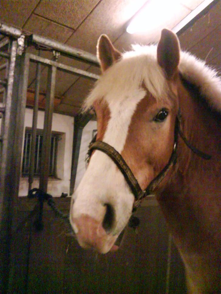 Haflinger Altjo *har redet*  billede 2