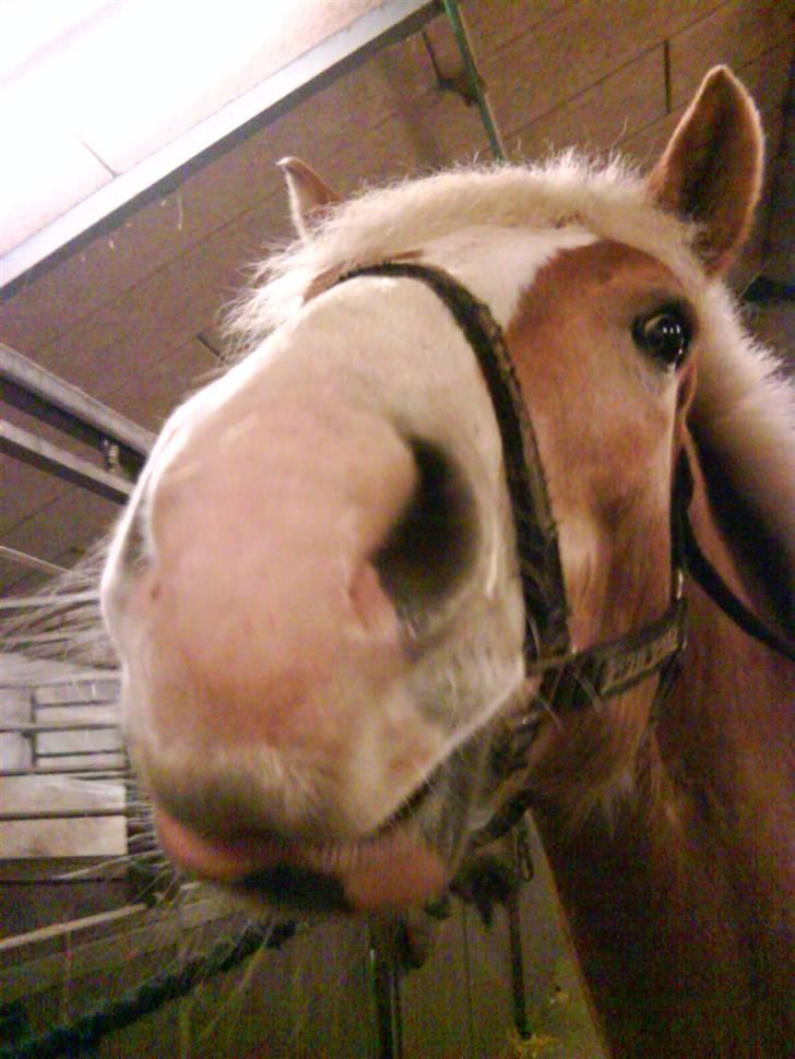 Haflinger Altjo *har redet*  billede 3