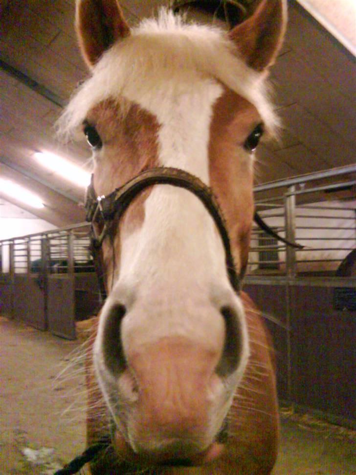 Haflinger Altjo *har redet*  billede 4