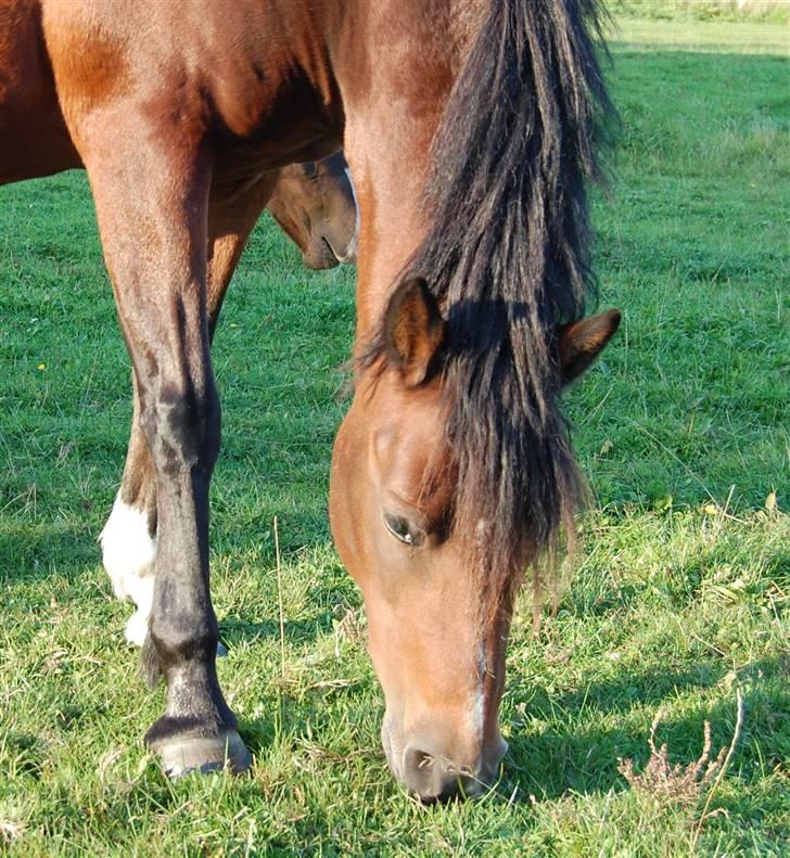 Anden særlig race Lykkebos Beauty billede 4