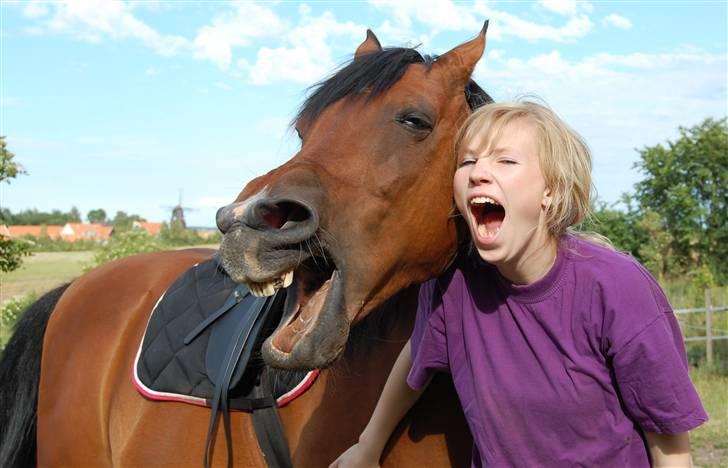 Arabisk fuldblod (OX) Newado - Hehe, han var lidt træt efter trænning:) billede 7