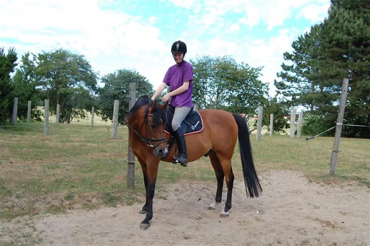 Arabisk fuldblod (OX) Newado billede 8